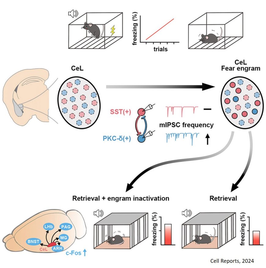 Inhibitory fear memory engram in the mouse central lateral amygdala