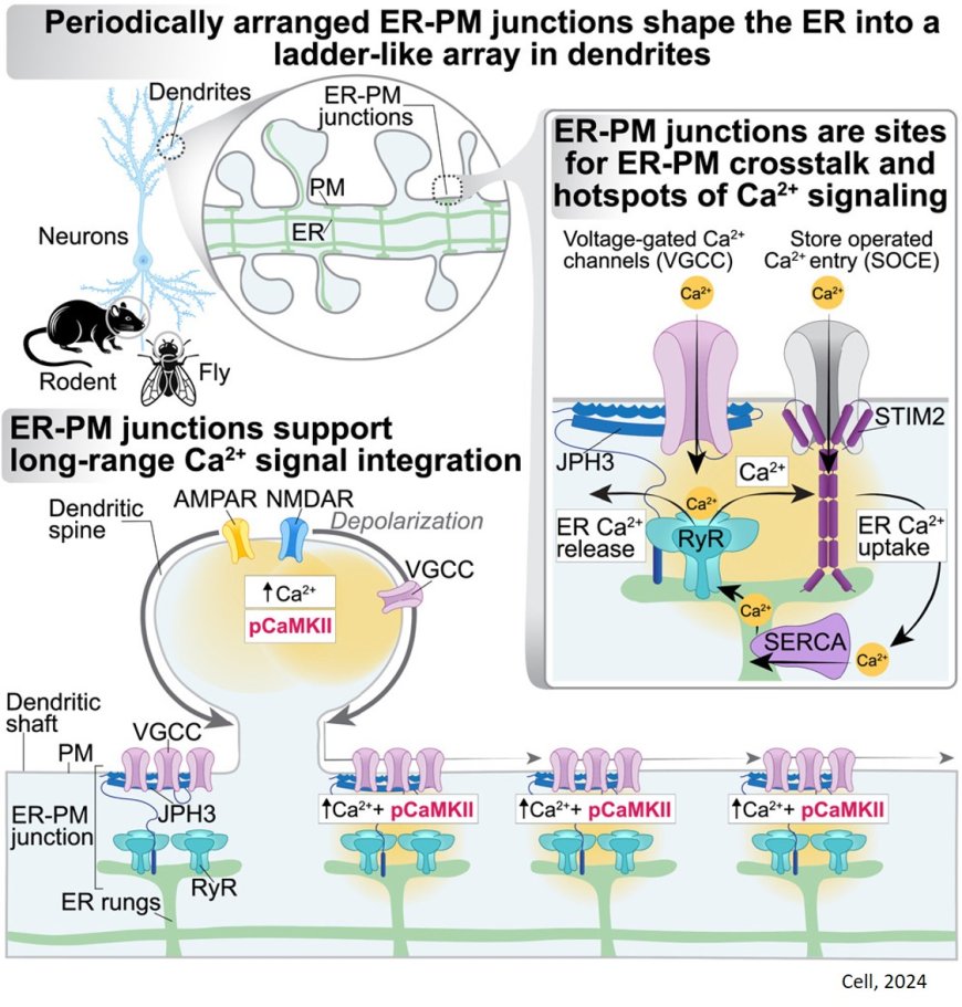 ER-plasma membrane junctions in Ca2+ signal integration in dendrites