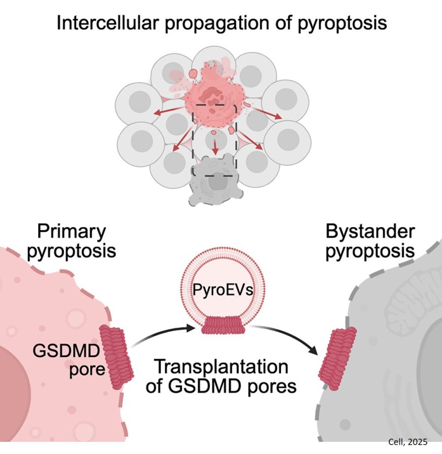 Mechanism of disease-associated bystander cell death in sepsis infection