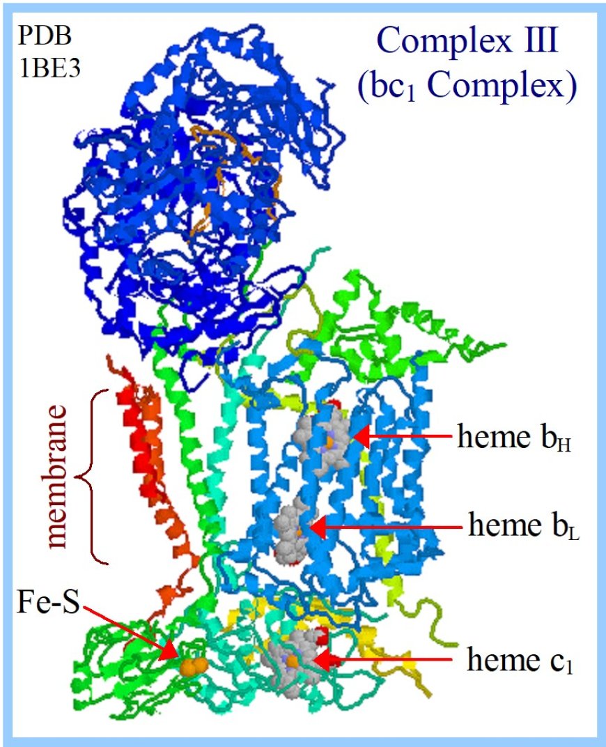 Oxidative Phosphorylation