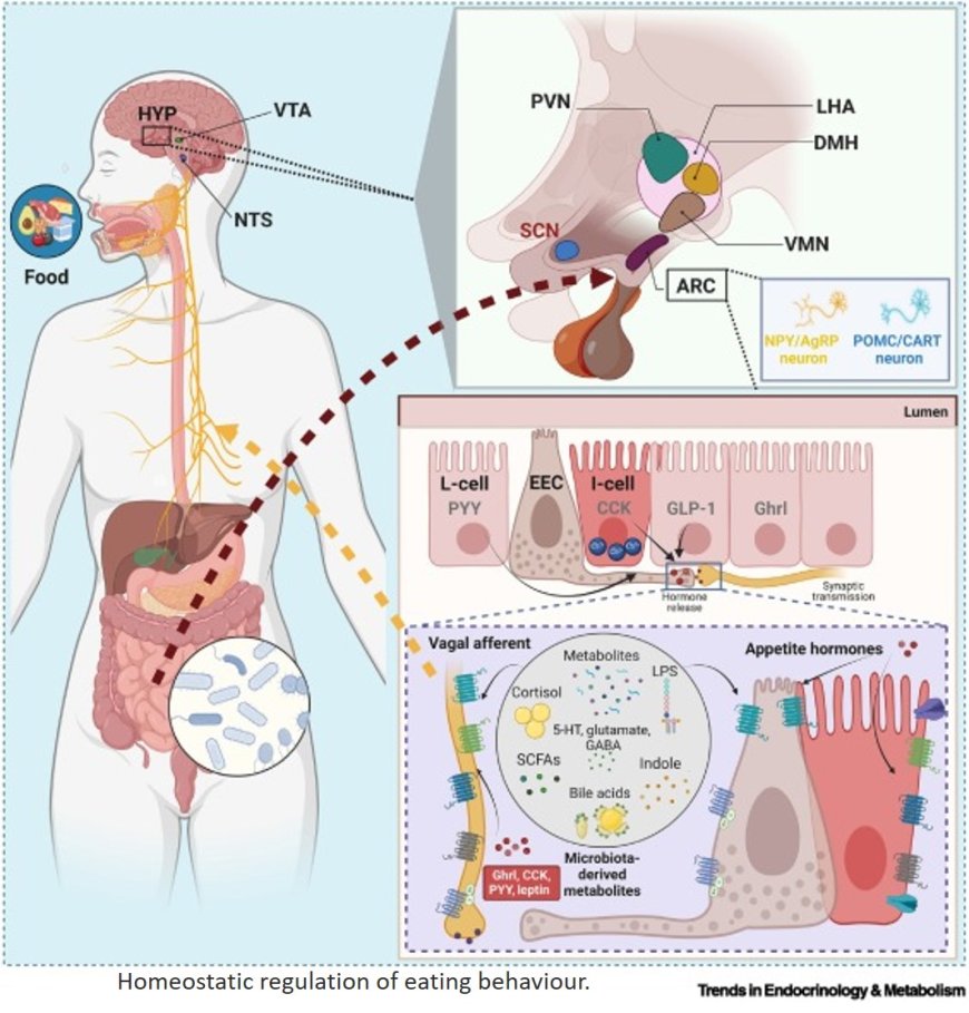 Gut microbiota and eating behaviour in circadian syndrome