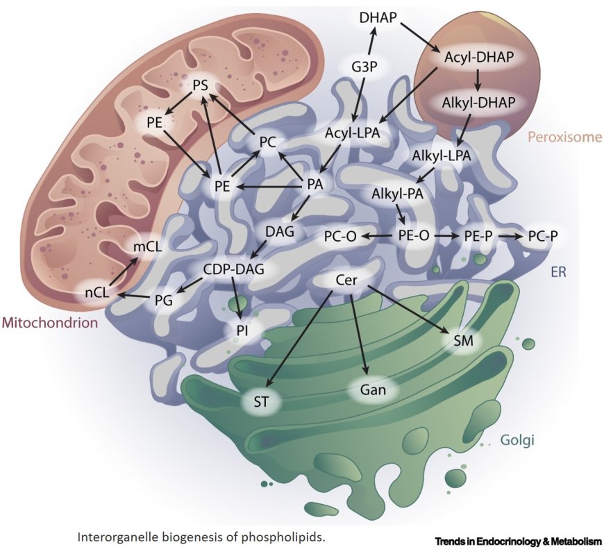 Interorganelle phospholipid communication