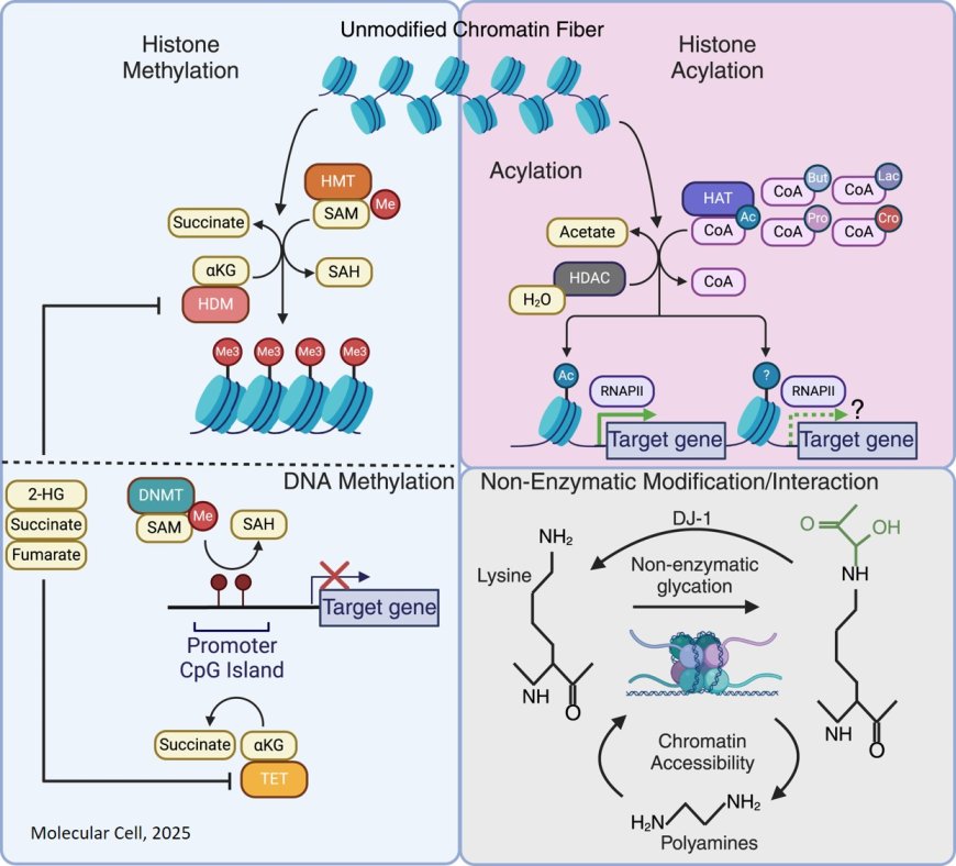 Crosstalk between the metabolome and the epigenome