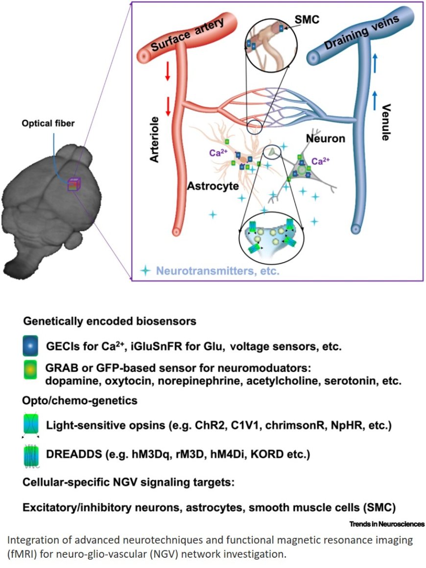 Elucidating hemodynamics and neuro-glio-vascular signaling using rodent fMRI