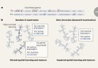 The role of moms X chromosome in cognition and aging of daughter