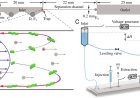 Microfluidic protocol to extract and purify DNA