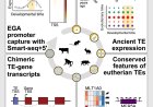Ancient viral DNA shapes early embryo development