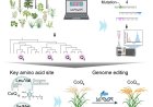 CoQ10-producing rice with gene editing