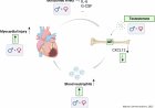 Testosterone increases damage following a heart attack