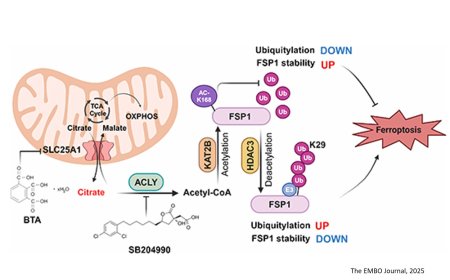 Regulation of ferroptosis!