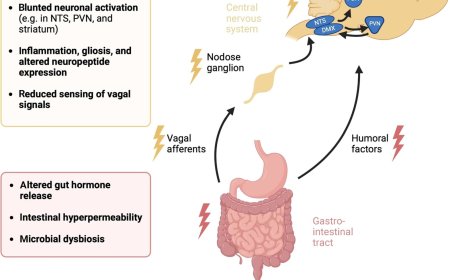 Neuroendocrine gut–brain signaling in obesity