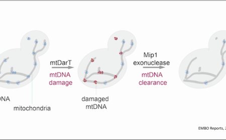 Clearing damaged mitochondrial DNA
