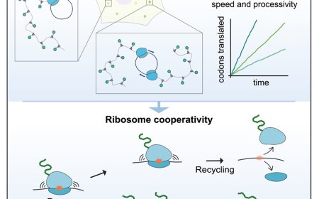 Long-term imaging of individual ribosomes reveals ribosome cooperativity in mRNA translation