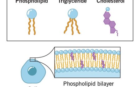 Lipids & Membranes