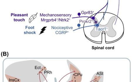 Lateral thalamus bridges multisensory processing and naturalistic behaviors