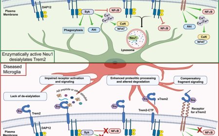 How Neuraminidase 1 regulates neuropathogenesis?