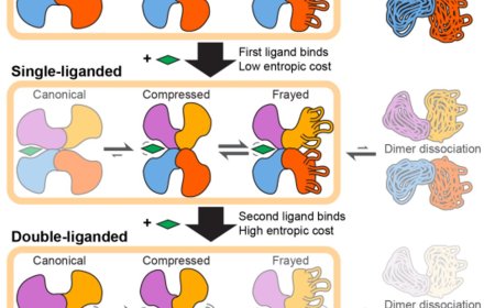 Crystal structure of transthyretin implicated in amyloidosis
