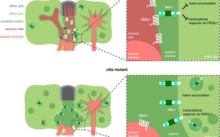 How the body protects against neuron damage