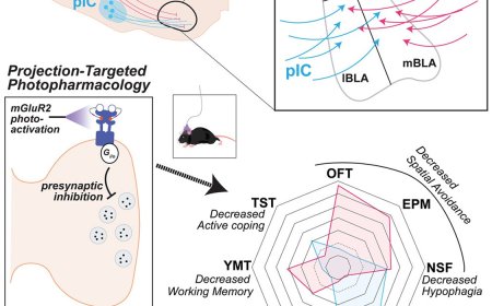 Inhibiting a brain circuit reduces anxiety without side effects