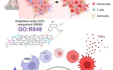 TLR7/8 agonist-complexed graphene oxide nanosheets engineer glioblastoma microenvironment