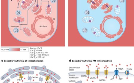 The roles of mitochondria in global and local intracellular calcium signalling