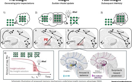 The neural basis of the insight memory advantage