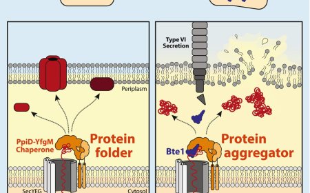 A human gut bacterium powerplay with the neighboring bacteria