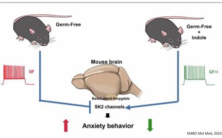 How microbes tune anxiety-related behavior?