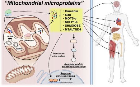 Mitochondrial-derived microproteins