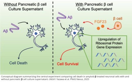 Pancreas cells secrete neuroprotective factor