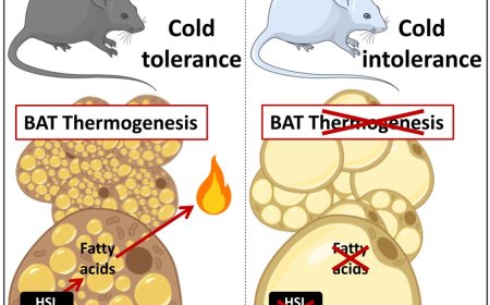 Neutral-lipase-mediated intracellular lipolysis in brown adipocytes to generate energy in cold-induced thermogenesis