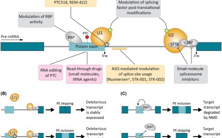 Poison exon splicing for targeted gene regulation