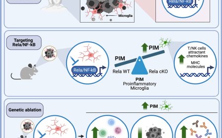 Microglial reprogramming reduces brain metastases