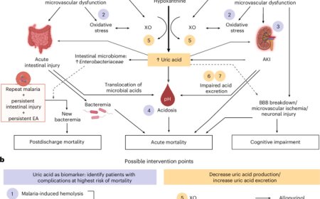 High uric acid levels linked to deadly outcomes in children with severe malaria