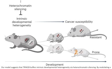 Cancer risk established before birth