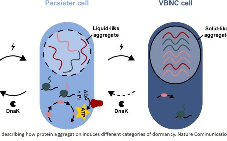 Mechanisms of bacterial dormancy involving protein aggregation resolved!