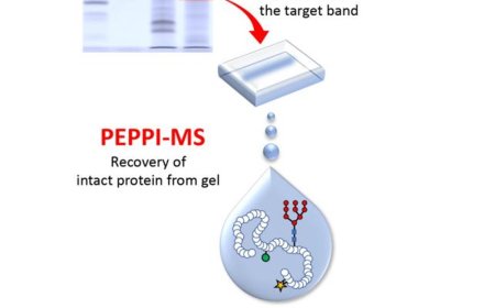 A platform to detect and analyze proteoforms