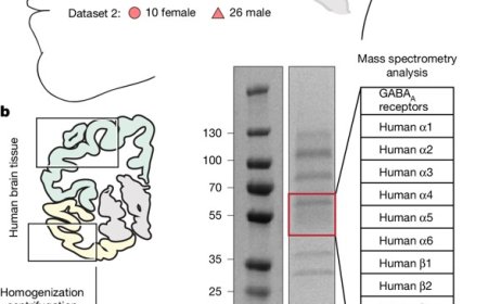 GABAA receptor structures from the human brain