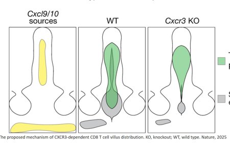 How a special group of T cells travel through the small intestine to combat pathogens