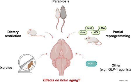 Brain aging and rejuvenation at single-cell resolution