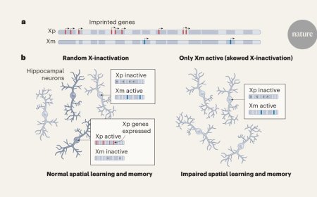 The maternal X chromosome affects cognition and brain ageing in female mice