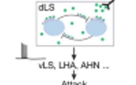 Experience-dependent dopamine modulation of male aggression