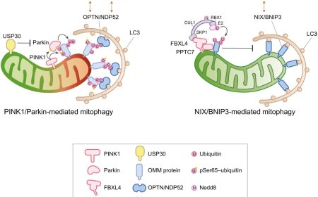 Diverse routes to mitophagy governed by ubiquitylation and mitochondrial import