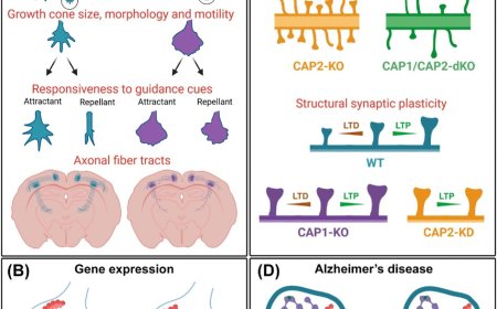 Neuronal functions of actin regulator, cyclase-associated protein