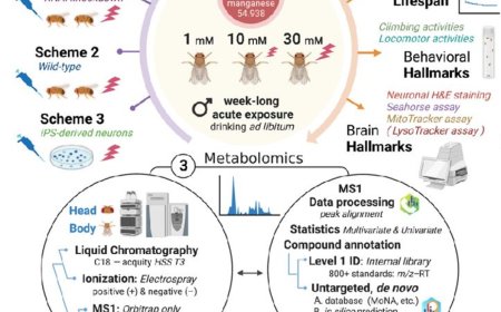 Biotin rescues manganese-induced Parkinson's disease