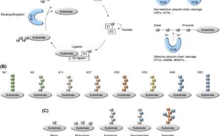 Dysregulation of deubiquitinylases in gastrointestinal diseases