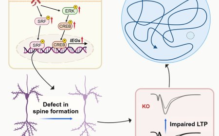 An adhesion protein regulates excitatory synapse development