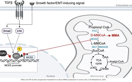 Dysregulated propionate metabolism and methylmalonic acid in metabolic disease, aging, and cancer