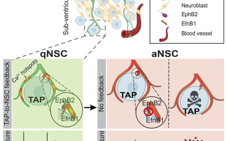 How neural stem cells are activated in the adult human brain