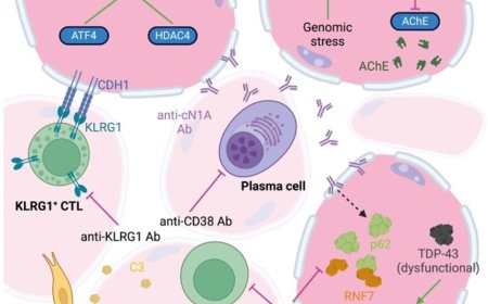 Inflammatory muscle disease mechanisms and therapeutics
